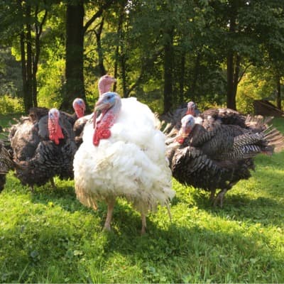 Top 6 Reasons Why Feed Hygiene Impacts Profits