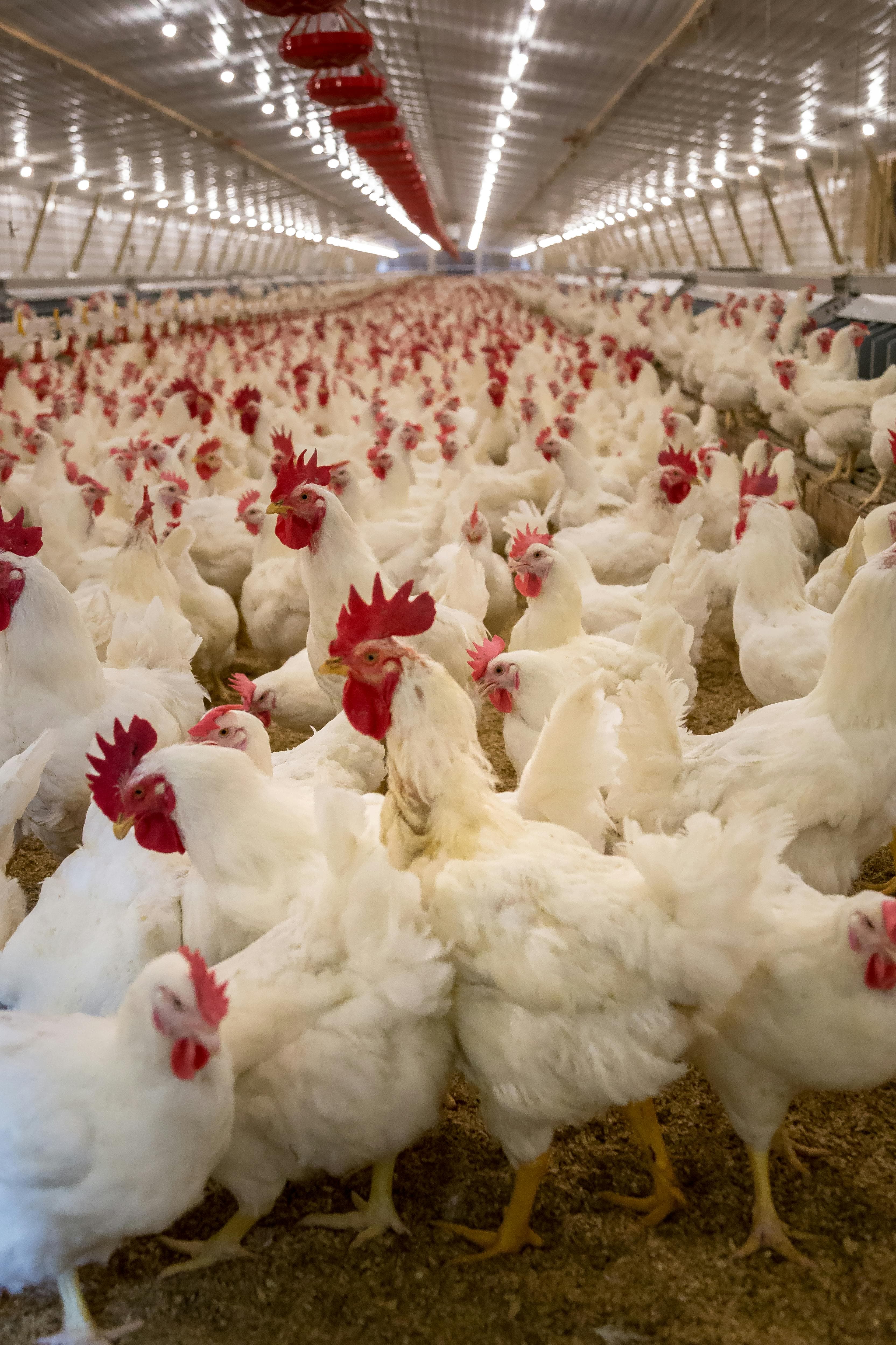 Poultry Feed Costs in India: 6 Innovative Solutions to Reduce Soybean Dependency and Improve Feed Efficiency