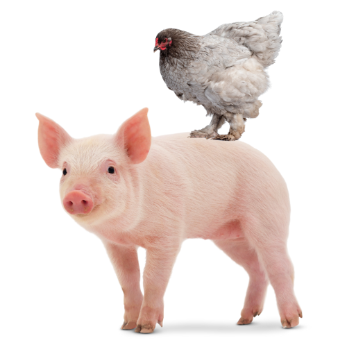 chicken.png