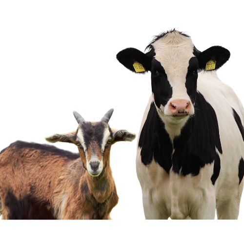 cow.png